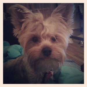 Caut femelă yorkshire terrier pentru �mperechere
