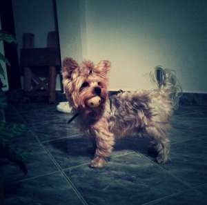 Caut femelă yorkshire terrier pentru �mperechere