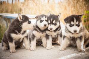 Vand Catei Siberian Husky