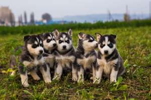 Vand Catei Siberian Husky