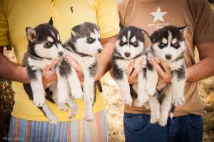 Vand Catei Siberian Husky