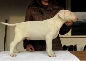 Vand pui bull terrier mascul