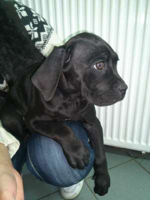 vand pui cane corso