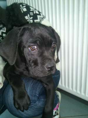 vand pui cane corso