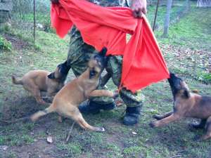 scoala de dresaj Proberger K9 vinde pui malinois