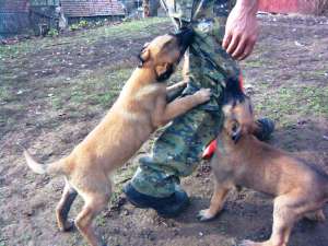 scoala de dresaj Proberger K9 vinde pui malinois