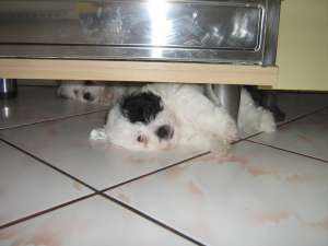 Ofer spre vanzare pui bichon maltez
