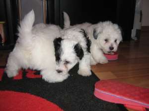 Ofer spre vanzare pui bichon maltez