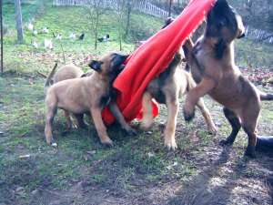 Scoala de dresaj Probergerk9 vinde pui malinois