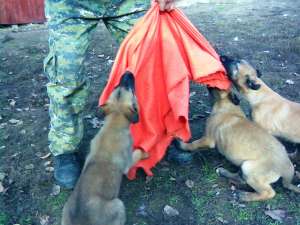 Scoala de dresaj Probergerk9 vinde pui malinois