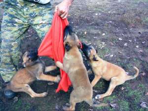 Scoala de dresaj Probergerk9 vinde pui malinois