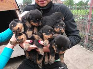 Catei Rottweiler foarte frumosi din parinti deosebiti, 