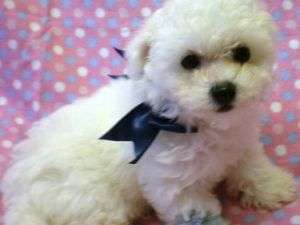 VAND puiuti bichon maltez albi de talie mica se pot vedea parintii sunt rasa pura puiutii au 6 sapta
