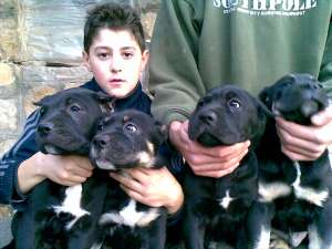 vand pui canecorso