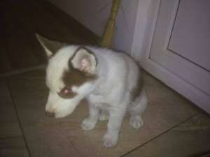 Pui de husky