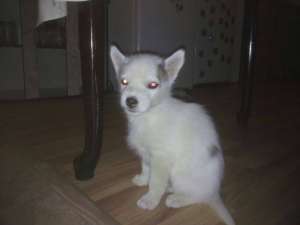Pui de husky