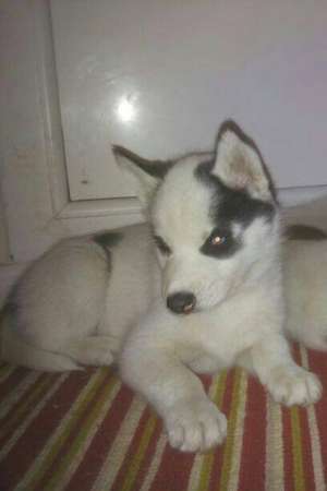 Pui de husky