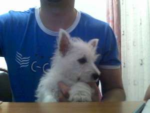 vand pui de westie.