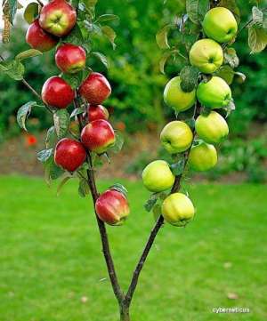 Pomi fructiferi - altoiti