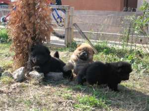 PUI DE CALITATE CHOW-CHOW