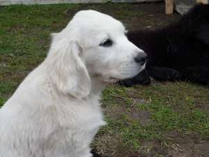 Golden Retriever  unicat