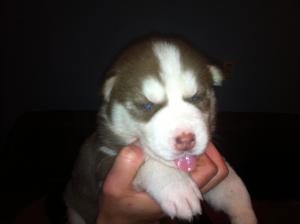 vand pui husky, fara pedigree, ochi albastri, trefla, culori diverse, negru, gri, maro, bej, vaccin,