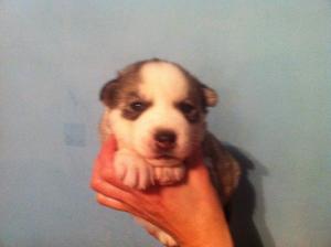 vand pui husky, fara pedigree, ochi albastri, trefla, culori diverse, negru, gri, maro, bej, vaccin,