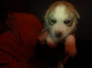 vand pui husky, fara pedigree, ochi albastri, trefla, culori diverse, negru, gri, maro, bej, vaccin,
