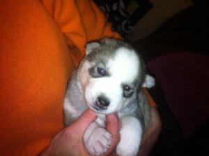 vand pui husky, fara pedigree, ochi albastri, trefla, culori diverse, negru, gri, maro, bej, vaccin,