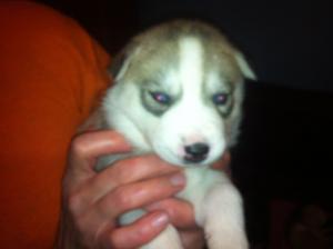 vand pui husky, fara pedigree, ochi albastri, trefla, culori diverse, negru, gri, maro, bej, vaccin,