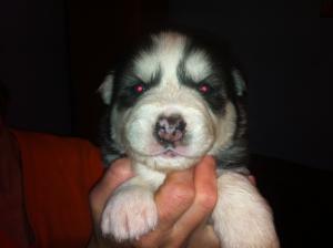 vand pui husky, fara pedigree, ochi albastri, trefla, culori diverse, negru, gri, maro, bej, vaccin,