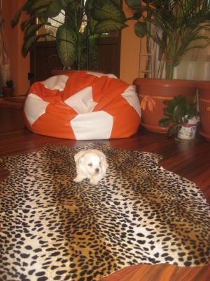 vand bichon 2 luni constanta