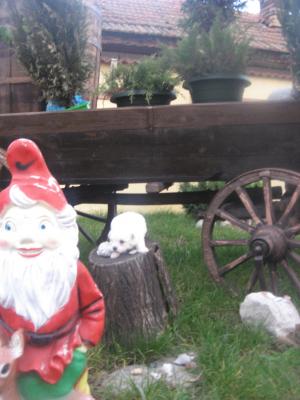 vand bichon 2 luni constanta