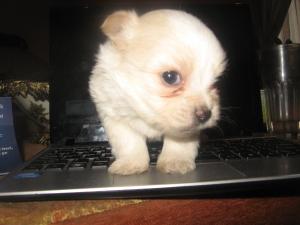 vand pui bichon constanta
