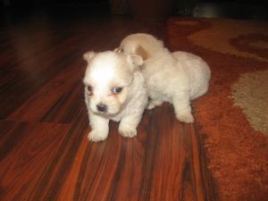 vand pui bichon constanta