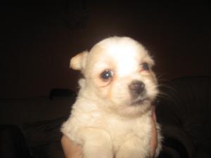 vand pui bichon constanta