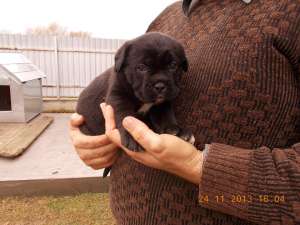 Super cadou - Catei Cane Corso exceptionali