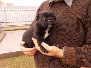 Super cadou - Catei Cane Corso exceptionali