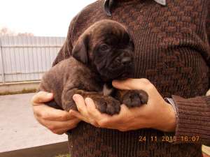 Super cadou - Catei Cane Corso exceptionali
