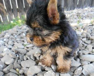 Vanzare Pui Yorkshire Terrier Toy Ilfov Tunari