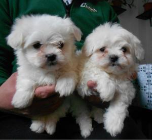 Bichon maltez talie mica ,             alb complet