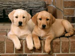 Vand catei Labrador Retriever aurii