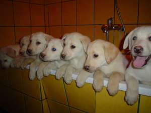 Vand catei Labrador Retriever aurii