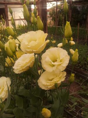 vand florii taiate de LISIANTHUS