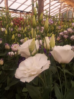 vand florii taiate de LISIANTHUS