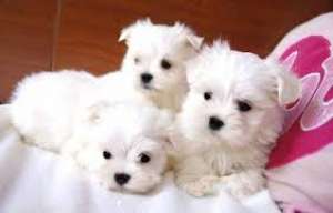 vand pui bichon maltese puri