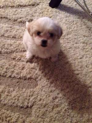 Vand caine bichon havanez