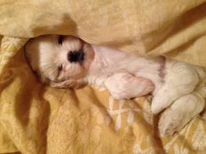 Vand caine bichon havanez