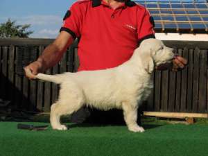 Golden Retriever frumos tare