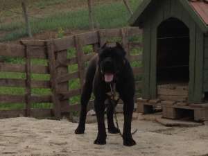 Ofer mascul Cane Corso 2 ani si 8 luni cu Pedigree  pt Imperechere